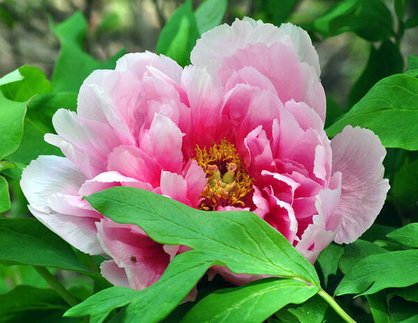 Plant Art Print featuring the photograph Shy Peony by Gail Butler