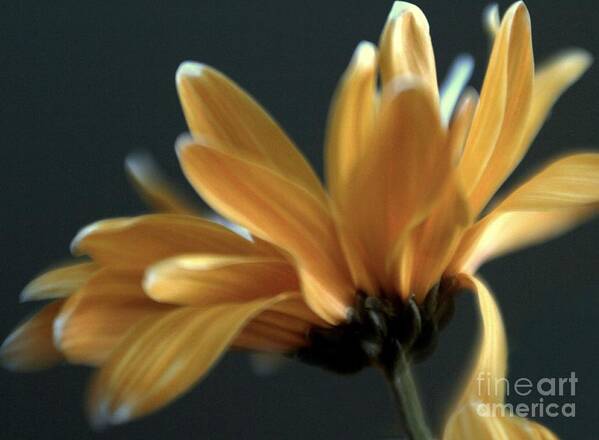 Floral Art Print featuring the photograph Signature Daisy by Mary Lou Chmura