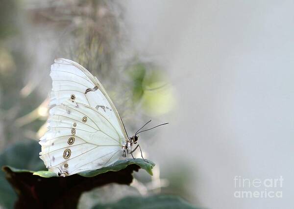 White Art Print featuring the photograph Silent Beauty by Sabrina L Ryan