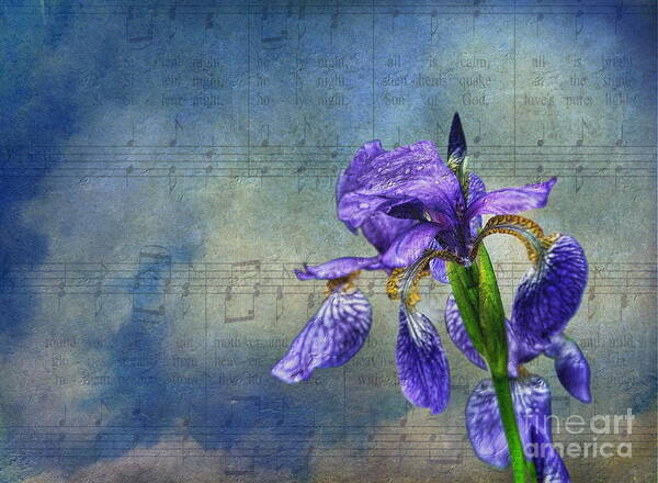 Iris Art Print featuring the photograph Singing in the Rain by Andrea Kollo