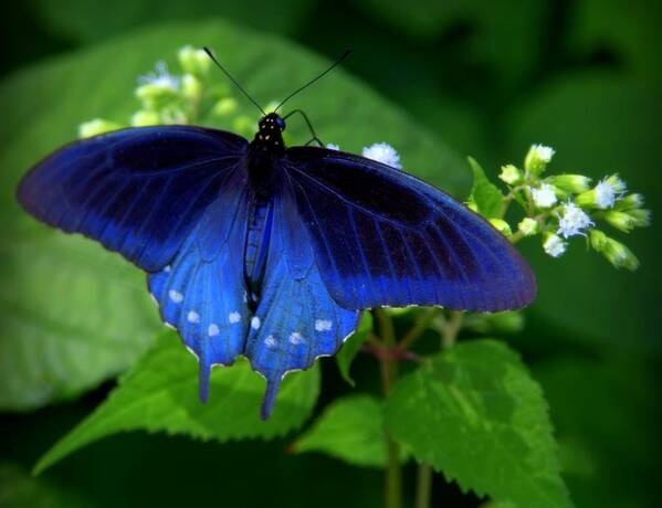Pipevine Swallowtail Art Print featuring the photograph SINGING the BLUES by Karen Wiles