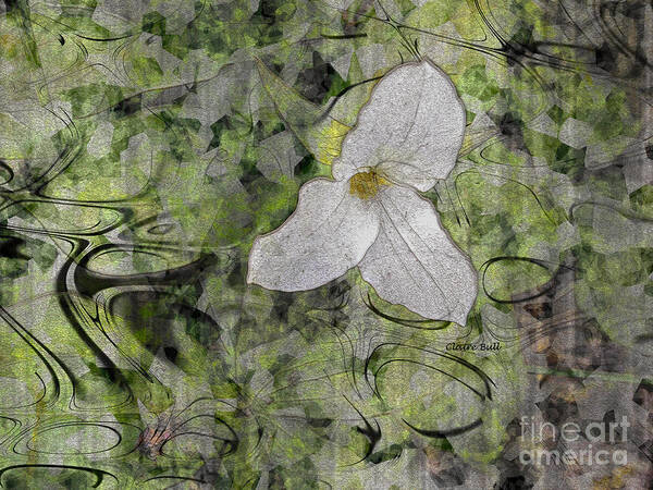 Trillium Art Print featuring the photograph Single White Trillium by Claire Bull