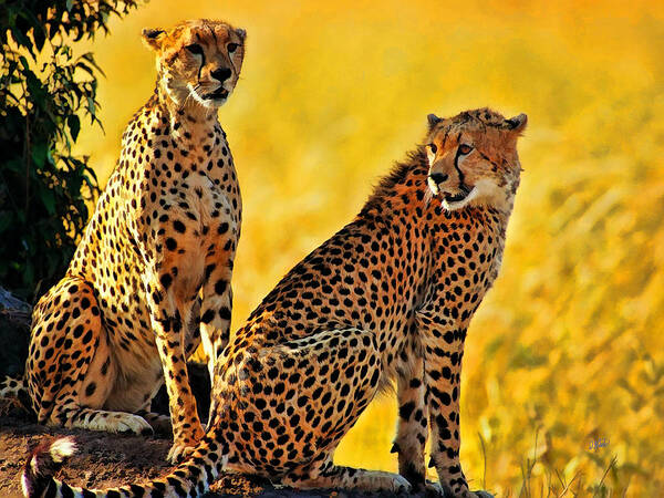 Watercolor Art Print featuring the painting Sister Cheetahs by Dean Wittle