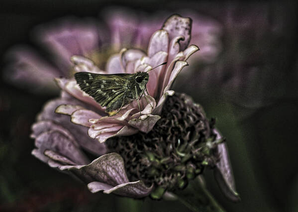 Botanical Gardens Art Print featuring the photograph Skipper on flower by Donald Brown
