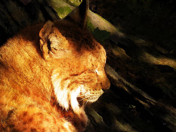 Lynx Art Print featuring the photograph Sleeping Lynx by Menega Sabidussi