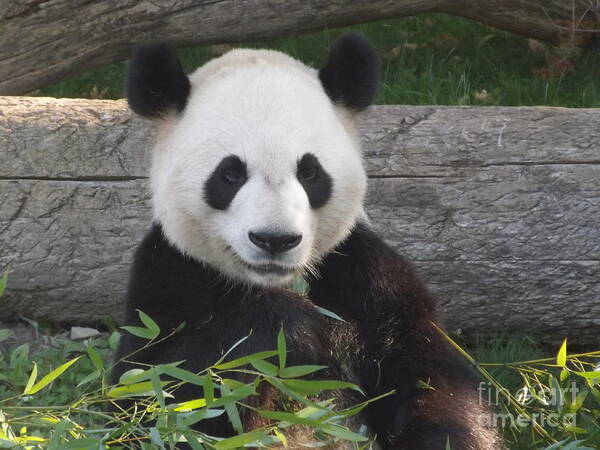 Panda Art Print featuring the photograph Smiling Giant Panda by Lingfai Leung