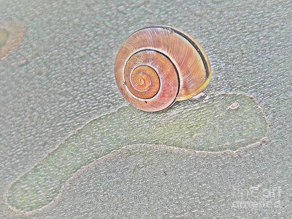 Snail Art Print featuring the photograph Snail shell on grey treebark by Karin Ravasio