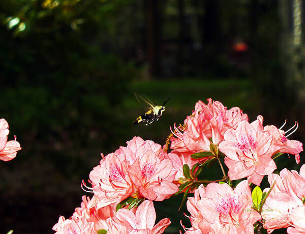 Fine Art Photography Art Print featuring the photograph Snowberry Clearwing I by Patricia Griffin Brett