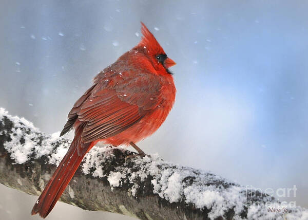 (1st Place Contest Winner In 'favorite Snow Scenes)    Nava Thompson Art Print featuring the photograph Snowing on Red Cardinal by Nava Thompson
