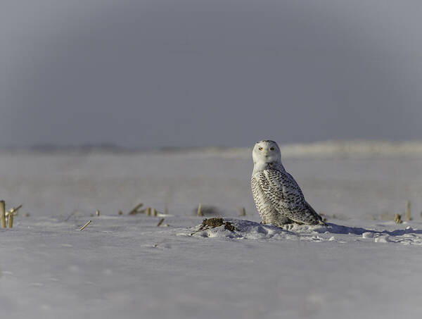 Snowy Owl (bubo Scandiacus) Art Print featuring the photograph Snowy Owl In A Snow Covered Field by Thomas Young