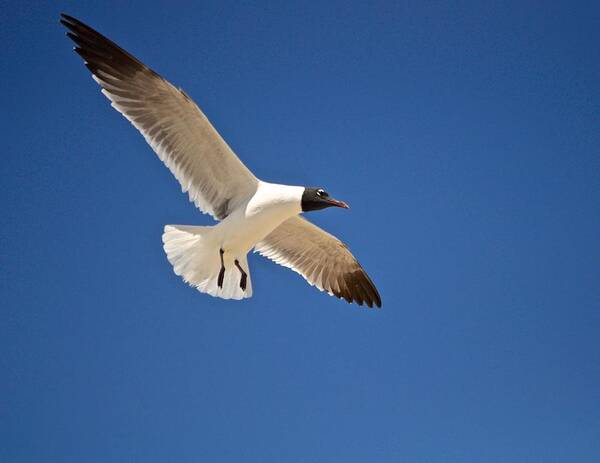 Seagull Print Art Print featuring the photograph Soaring Above the Sea by Kristina Deane