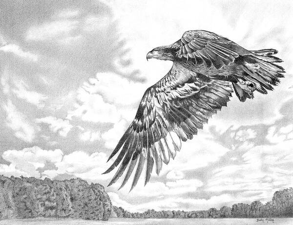 Art Art Print featuring the drawing Soaring Eagle by Dustin Miller