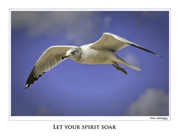 Gull Art Print featuring the photograph Soaring Gull Poster by Fran Gallogly