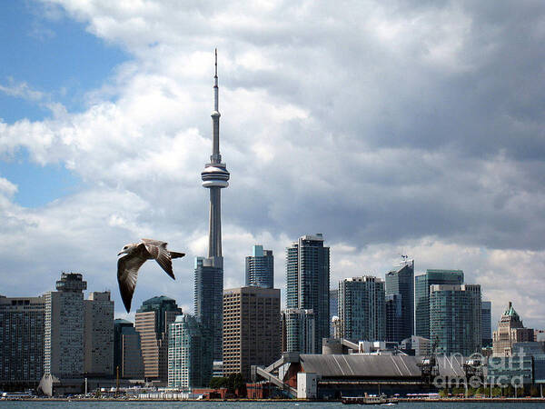 Toronto Art Print featuring the photograph Soaring Over the Harbour by Nina Silver