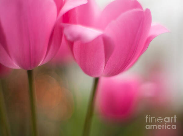 Tulip Art Print featuring the photograph Soaring Pink Tulips by Mike Reid