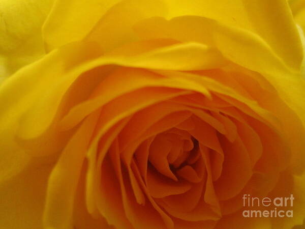 Floral Art Print featuring the photograph Soft Yellow Rose Macro by Tara Shalton