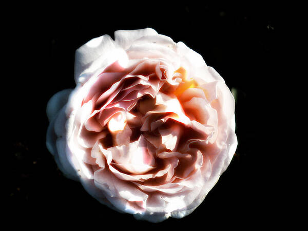 English Cabbage Rose Art Print featuring the photograph Softly Softly by Therese Alcorn