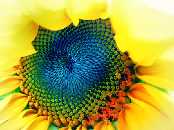 Sunflower Art Print featuring the photograph Solar Energy by Marianna Mills