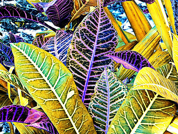 Crotons Art Print featuring the photograph Solarized Crotons by Bill Barber