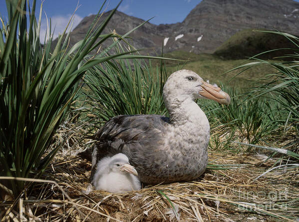 Southern Giant Petrel Art Print featuring the photograph Southern Giant Petrel by Hans Reinhard