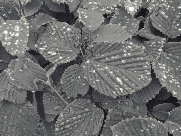 Leaves Art Print featuring the photograph Sparkling Leaves by Cathy Anderson