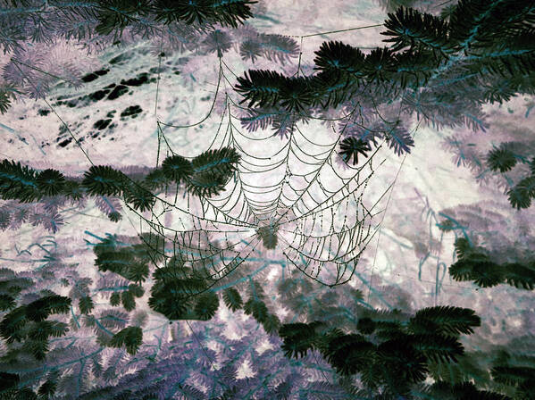 Spider Web Art Print featuring the photograph Spider Web by Patricia Januszkiewicz