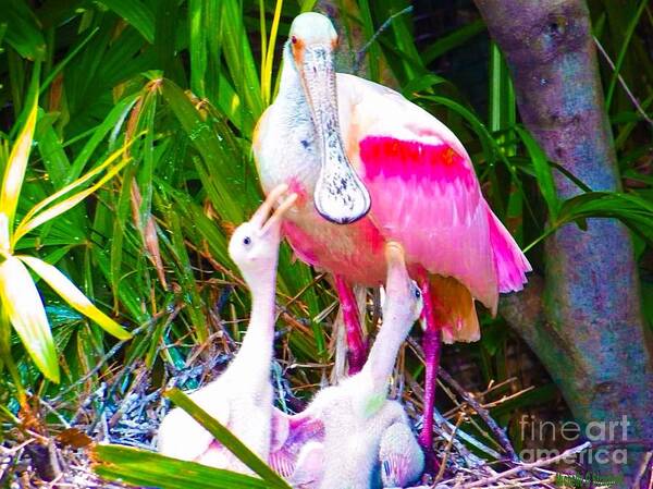 Art Art Print featuring the mixed media Spoonbill Babies by Michelle Stradford