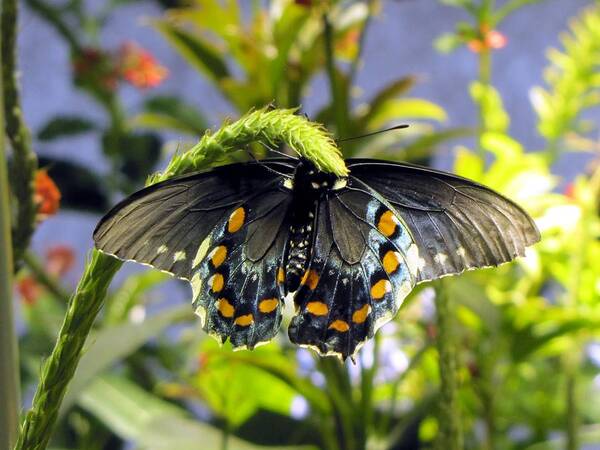 Butterfly Art Print featuring the photograph Spotted Beauty by Jennifer Wheatley Wolf