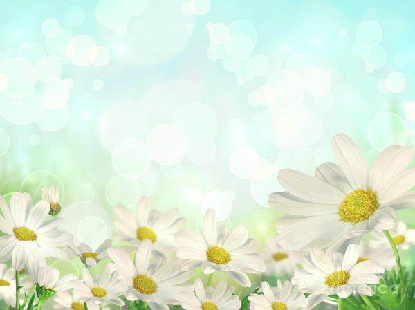 #faatoppicks Art Print featuring the photograph Spring Background with daisies by Sandra Cunningham