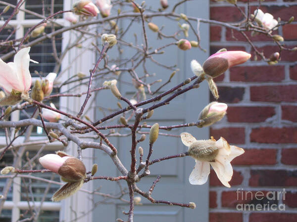 Floral Art Print featuring the photograph Spring Blossoms in Yorktown Virginia by Marlene Robbins