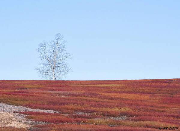 Blueberry Art Print featuring the photograph Spring Crimson by Richard Bean