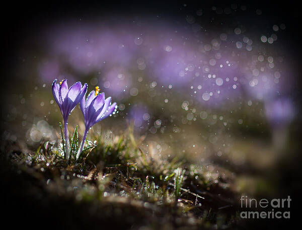 Spring Art Print featuring the photograph Spring impression I by Jaroslaw Blaminsky