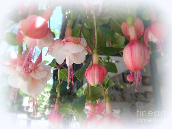 Spring Art Print featuring the photograph Spring in Delicate Reds by Miriam Danar