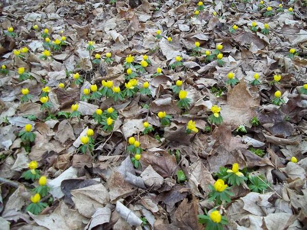 Dried Up Leaves Art Print featuring the photograph Spring is Coming by Eric Switzer