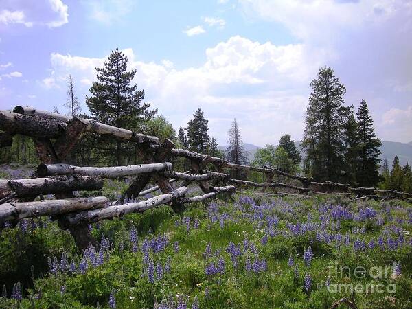 Mountains Art Print featuring the photograph Spring Mountain Lupines 2 by Crystal Miller