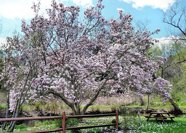 Pink Magnolia Tree Art Print featuring the photograph Spring Picnic by Janice Drew