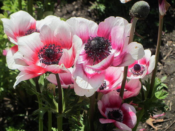 Flower Art Print featuring the photograph Spring Poppies by Dody Rogers