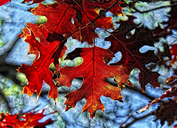 Fall Colors Canvas Print Art Print featuring the photograph Stained Glass by Lucy VanSwearingen