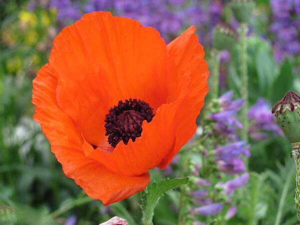 Wildflowers Art Print featuring the photograph Stand Out by Dody Rogers