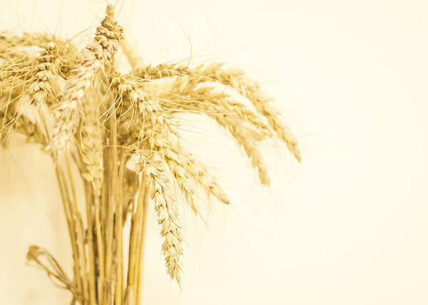 Wheat Art Print featuring the photograph Staple Crop by Heather Applegate