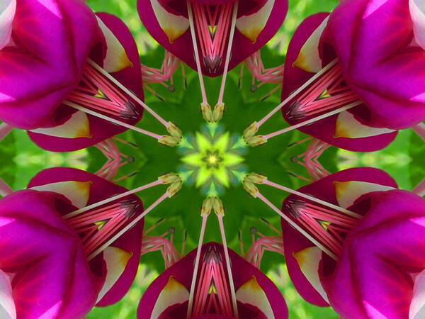 Mandalas Art Print featuring the digital art Star Fuchsia 1 Mandala by Diane Lynn Hix