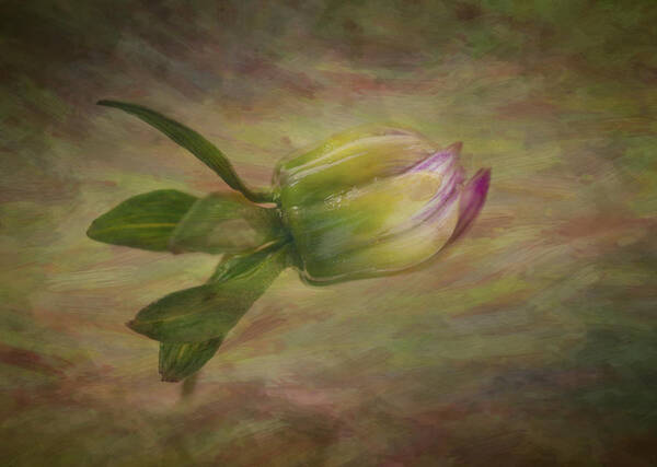 Dahlia Art Print featuring the photograph Struggling to Emerge by Robert Murray