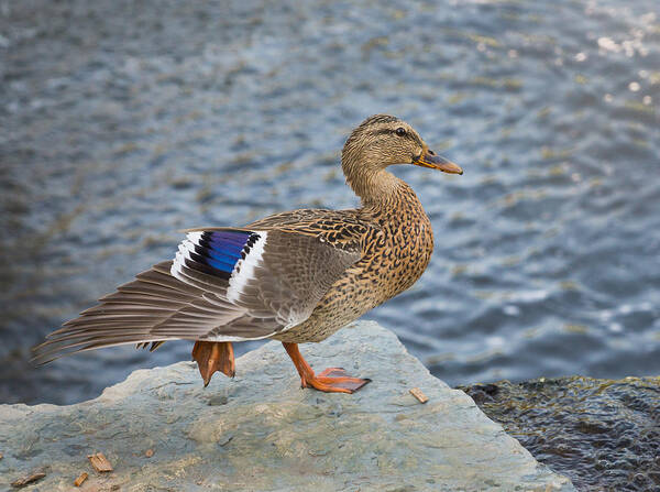 Duck Art Print featuring the photograph Stylin Duck by Bill Pevlor