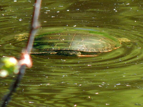 Spring Art Print featuring the photograph Submerged by Wild Thing