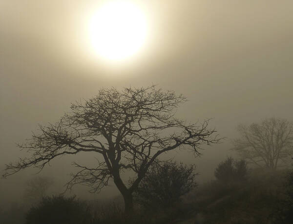 Loree Johnson Art Print featuring the photograph Sun and Fog by Loree Johnson