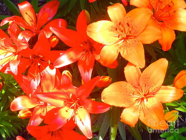 Art Art Print featuring the photograph Sunbathing Lilies by Michelle Stradford