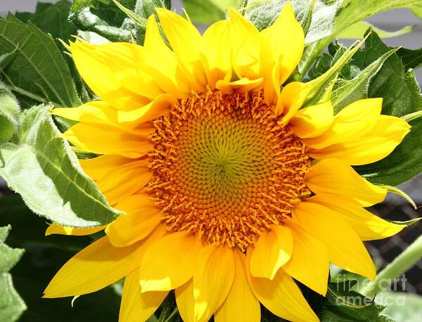 Sunflower Art Print featuring the photograph Sunburst Of Yellow by Judy Palkimas