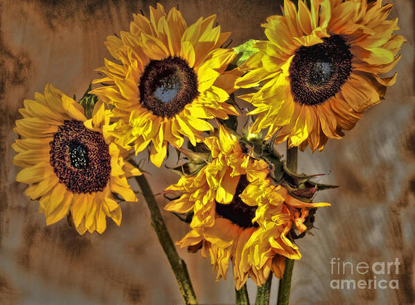 Sunflower Art Print featuring the photograph Sunflower Drama by Sheila Laurens