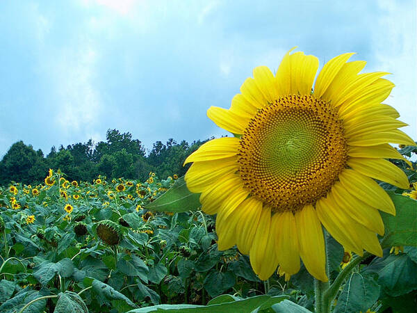 Sunflower Photographs Art Print featuring the photograph Sunflower Field of Yellow Sunflowers by Jan Marvin Studios by Jan Marvin