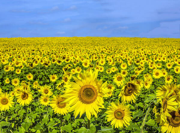 Plant Art Print featuring the photograph Sunflower Field by William Bitman